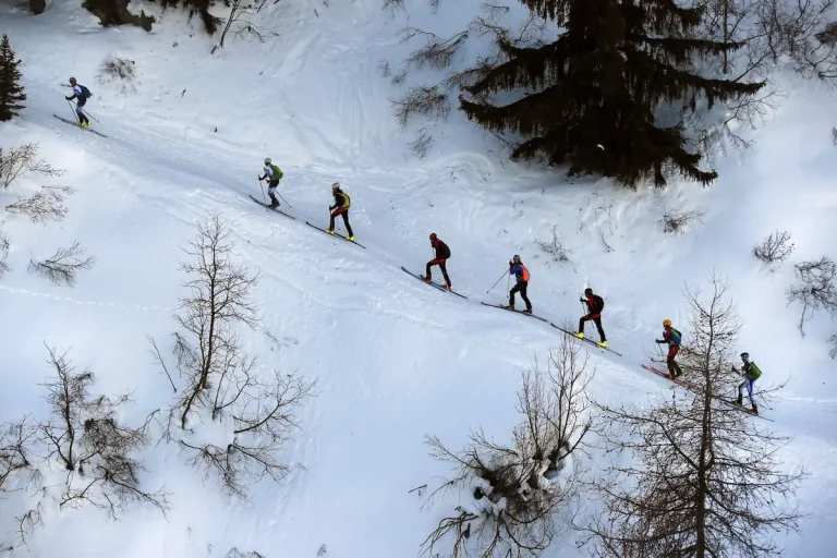 File de coureurs dans la forêt de mélèzes